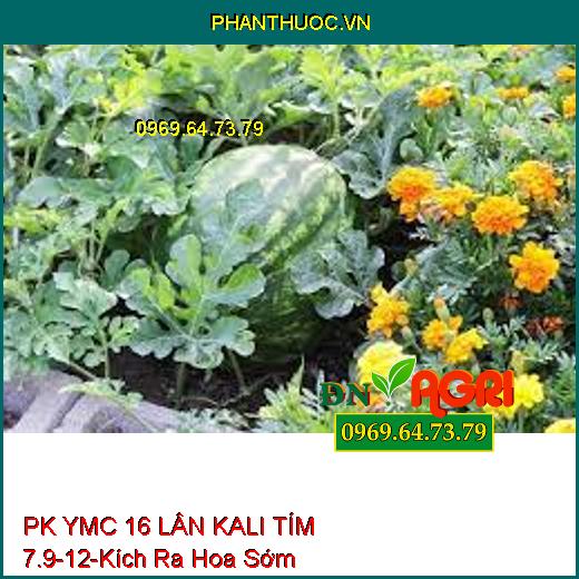 PK YMC 16 LÂN KALI TÍM 7.9-12 - Kích Thích Ra Hoa Sớm, Ra Hoa Đồng Loạt