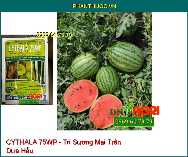 THUỐC TRỪ BỆNH CYTHALA 75WP - Trị Thán Thư, Rỉ Sắt, Giả Sương Mai, Phấn Trắng