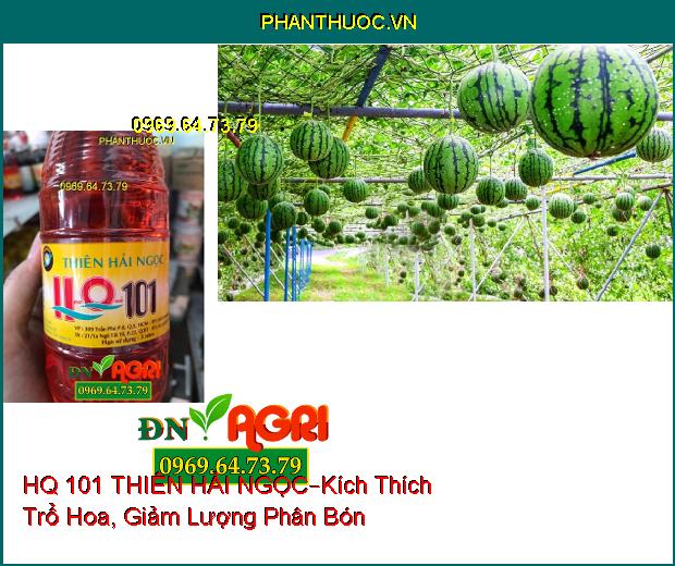 HQ 101 THIÊN HẢI NGỌC –Kích Thích Trổ Hoa , Giảm Lượng Phân Bón