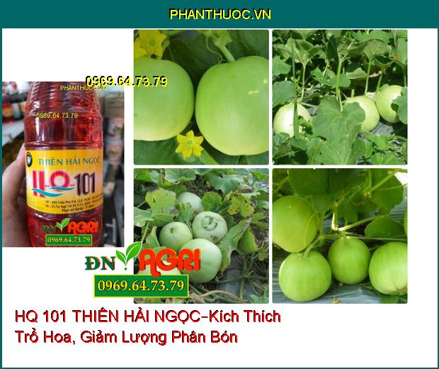 HQ 101 THIÊN HẢI NGỌC –Kích Thích Trổ Hoa , Giảm Lượng Phân Bón