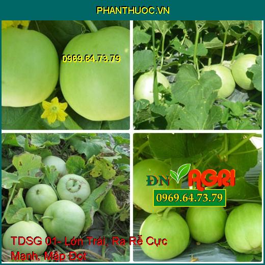 PHÂN BÓN GIÚP PHỤC HỒI RỄ TDSG 01- Lớn Trái, Ra Rễ Cực Mạnh, Mập Đọt