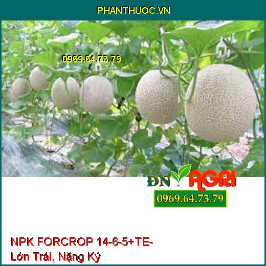 NPK FORCROP 14-6-5+TE - Thúc Ra Đọt, Lớn Trái, Nặng Ký