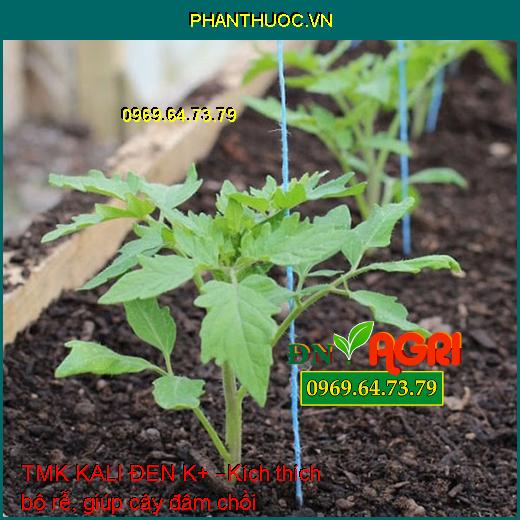 PHÂN ĐA LƯỢNG BÓN LÁ TMK KALI ĐEN K+ – Đòng To Khỏe, To Trái, Đẹp Trái