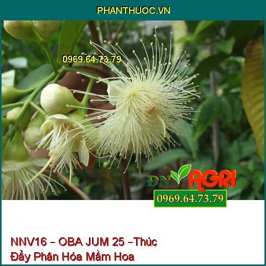 PHÂN BÓN NNV16 – OBA JUM 25 –Thúc Đẩy Phân Hóa Mầm Hoa, Đẻ Nhánh Khỏe, Nặng Hạt