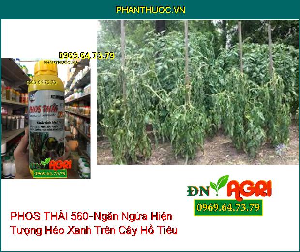 CHẾ PHẨM SINH HỌC–PHOS THÁI 560–Hồi Phục Cây Sau Khi Bị Ngộ Độc, Cứng Cây