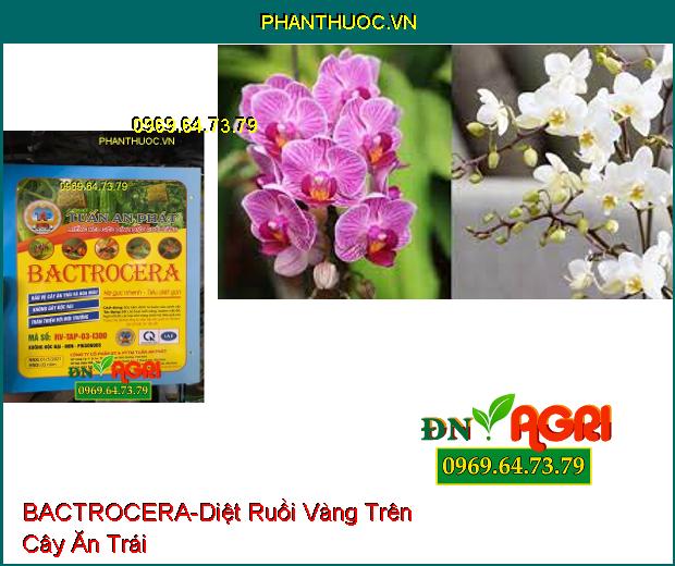 MIẾNG KEO SIÊU DÍNH DIỆT RUỒI VÀNG BACTROCERA-Diệt Ruồi Vàng, Côn Trùng