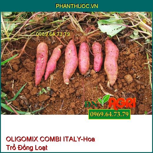 OLIGOMIX COMBI ITALY- Hoa Trổ Đồng Loạt, Tăng Đậu Trái, Chống Vàng Lá