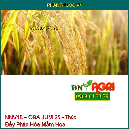 PHÂN BÓN NNV16 – OBA JUM 25 –Thúc Đẩy Phân Hóa Mầm Hoa, Đẻ Nhánh Khỏe, Nặng Hạt