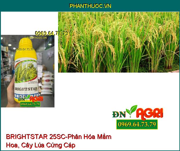 THUỐC ĐIỀU HOA SINH TRƯỞNG BRIGHTSTAR 25SC - Phân Hóa Mầm Hoa, Cây Cứng Cáp, Tăng Năng Suất Lúa