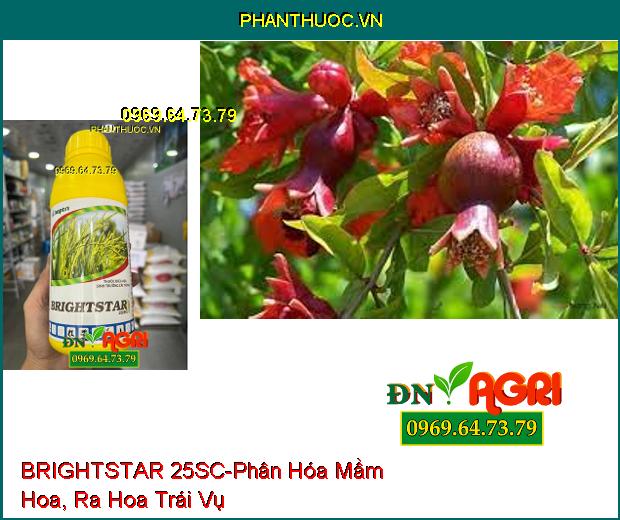 THUỐC ĐIỀU HOA SINH TRƯỞNG BRIGHTSTAR 25SC - Phân Hóa Mầm Hoa, Cây Cứng Cáp, Tăng Năng Suất Lúa