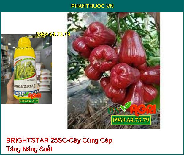 THUỐC ĐIỀU HOA SINH TRƯỞNG BRIGHTSTAR 25SC - Phân Hóa Mầm Hoa, Cây Cứng Cáp, Tăng Năng Suất Lúa