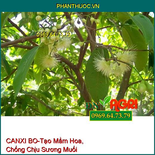 PHÂN BÓN LÁ CANXI BO-Tạo Mầm Hoa, Chống Chịu Sương Muối, Tăng Phẩm Chất Hạt