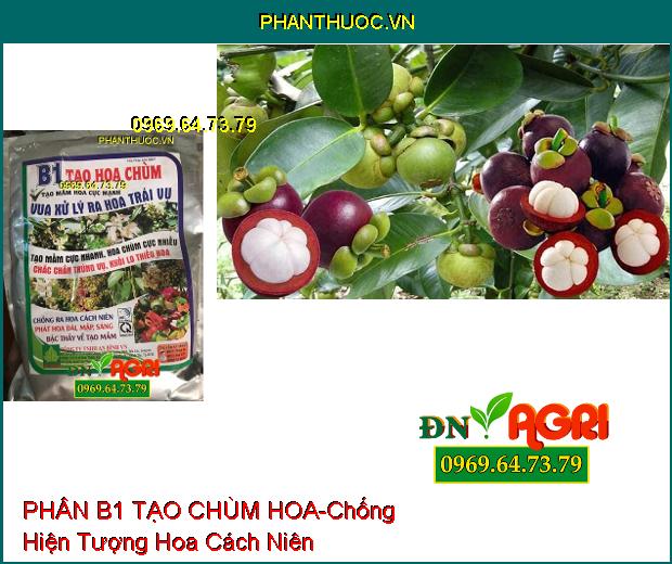 PHÂN BÓN B1 TẠO CHÙM HOA-Phân Hóa Mầm Nhanh, Chống Hiện Tượng Hoa Cách Niên