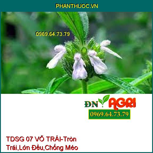 TDSG 07 VỖ TRÁI- Giúp Tròn Trái, Lớn Đều, Chống Méo, Chống Lép