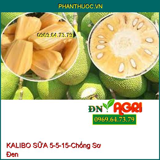 KALIBO SỮA 5-5-15 Dùng Cho MÍT- Lớn Trái Nhanh, Chống Sơ Đen, Đẹp Màu, Nặng Ký