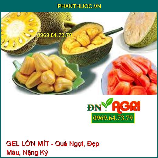 GEL LỚN MÍT - Sửa Tướng, Bóng Trái, Quả Ngọt, Đẹp Màu, Nặng Ký