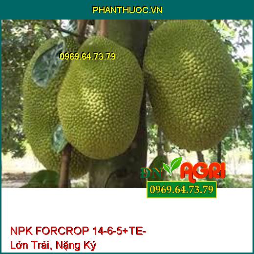 NPK FORCROP 14-6-5+TE - Thúc Ra Đọt, Lớn Trái, Nặng Ký