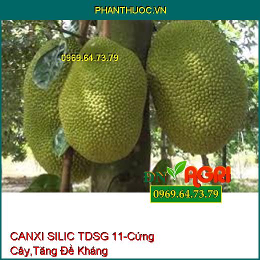 CANXI SILIC TDSG 11 PHÂN BÓN RỄ - Cứng Cây, Cứng Đọt, Tăng Sức Đề Kháng