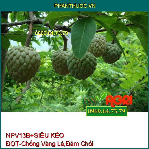 NPV 13B+ SIÊU KÉO ĐỌT- Chống Vàng Lá, Đâm Chồi Nhanh, Kéo Đọt Đồng Loạt