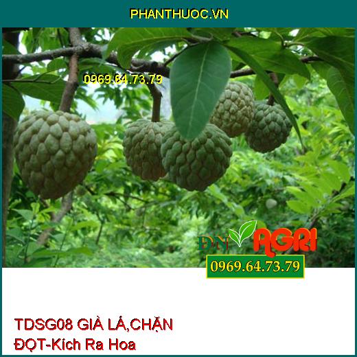 TDSG08 GIÀ LÁ, CHẶN ĐỌT- Ức Chế Đọt Non, Kích Ra Hoa, Kéo Mầm Hoa