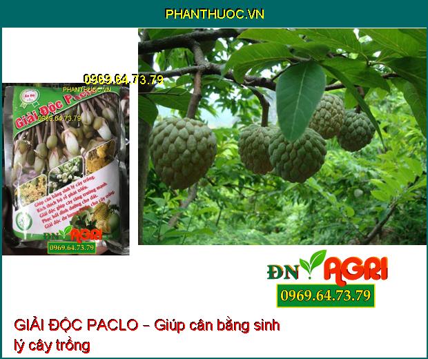 GIẢI ĐỘC PACLO – PHÂN VI LƯỢNG KE BO MG –Xanh Lá, Mượt Lá, Chống Nấm Bệnh