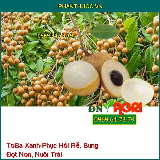 ToBa Xanh - Phục Hồi Rễ, Bung Đọt Non, Nuôi Trái, Chống Rụng, Tăng Đậu Quả