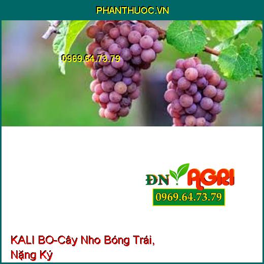 KALI BO- Cứng Cây, Chắc hạt, tăng Đậu Trái, Bóng Trái, Màu Đẹp, Nặng Ký