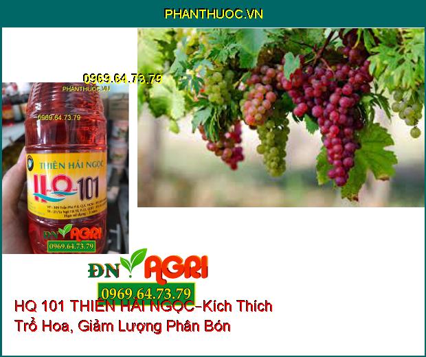 HQ 101 THIÊN HẢI NGỌC –Kích Thích Trổ Hoa , Giảm Lượng Phân Bón