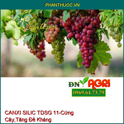 CANXI SILIC TDSG 11 PHÂN BÓN RỄ - Cứng Cây, Cứng Đọt, Tăng Sức Đề Kháng