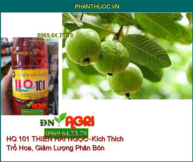 HQ 101 THIÊN HẢI NGỌC –Kích Thích Trổ Hoa , Giảm Lượng Phân Bón