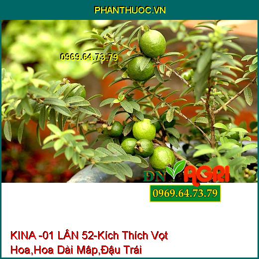 PHÂN BÓN LÁ CAO CẤP KINA – 01 LÂN 52 –Kích Thích Vọt Hoa, Hoa Dài Mâp, Tăng Đậu Trái