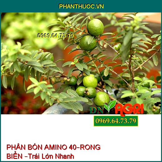 PHÂN BÓN NPK BỔ SUNG VI LƯỢNG NOTUGROW– AMINO 40 – RONG BIỂN –Trái Lớn Nhanh