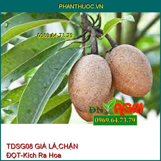 TDSG08 GIÀ LÁ, CHẶN ĐỌT- Ức Chế Đọt Non, Kích Ra Hoa, Kéo Mầm Hoa