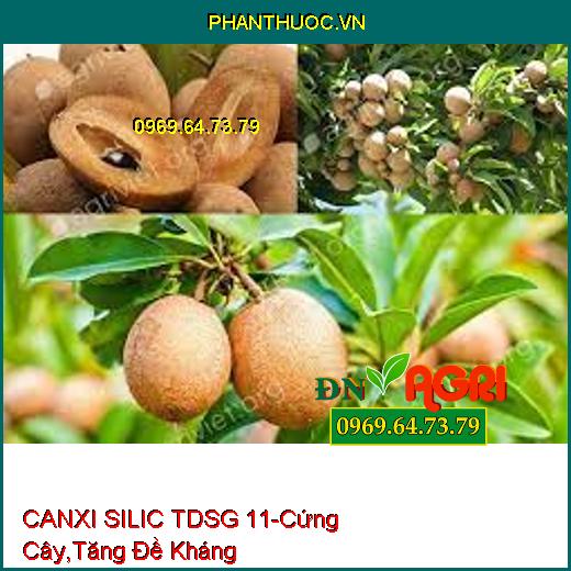 CANXI SILIC TDSG 11 PHÂN BÓN RỄ - Cứng Cây, Cứng Đọt, Tăng Sức Đề Kháng