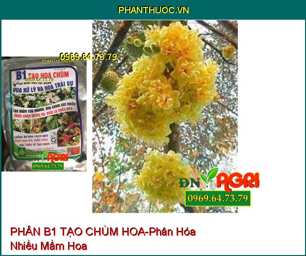 PHÂN BÓN B1 TẠO CHÙM HOA-Phân Hóa Mầm Nhanh, Chống Hiện Tượng Hoa Cách Niên