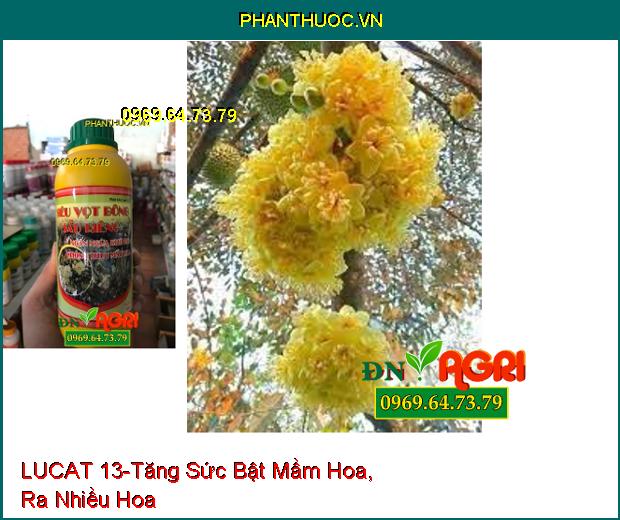 PHÂN BÓN LÚA LUCAT 13 –Chống Chịu Thời Tiết Bất Lợi, Tăng Khả Năng Thụ Phấn