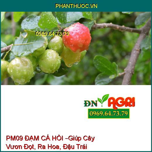 PHÂN BÓN LÁ PM09 ĐẠM CÁ HỒI –Giúp Cây Vươn Đọt, Tăng Khả Năng Ra Hoa, Đậu Trái