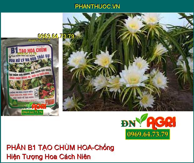 PHÂN BÓN B1 TẠO CHÙM HOA-Phân Hóa Mầm Nhanh, Chống Hiện Tượng Hoa Cách Niên