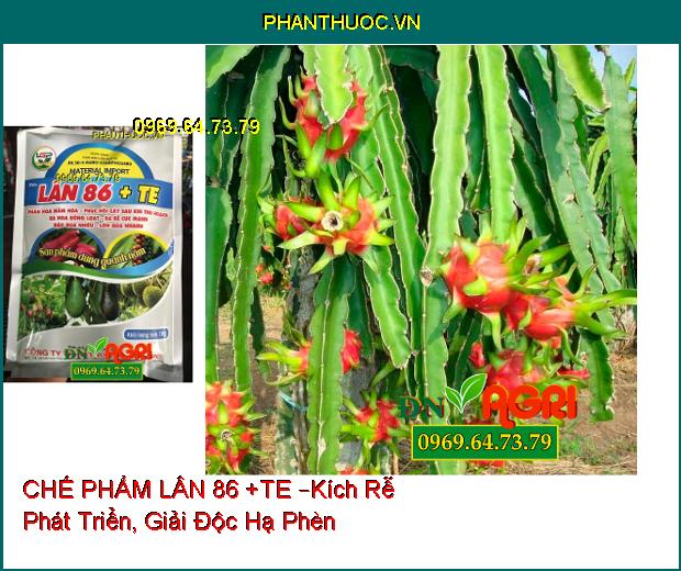 PHÂN BÓN HỖN HỢP CHẾ PHẨM LÂN 86 +TE –Kích Rễ Phát Triển, Giải Độc Hạ Phèn, Tạo Mầm Hoa