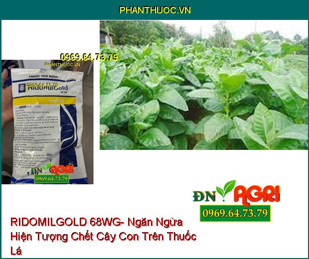 THUỐC TRỪ BỆNH RIDOMILGOLD 68WG- Đặc Trị Sương Mai, Thán Thư, Loét Sọc, Chết Nhanh, Đốm Lá