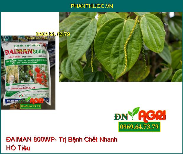 THUỐC TRỪ BỆNH ĐAIMAN 800WP- Trị Lem Lép Hại Lúa, Mốc Sương Hại Cà Chua, Chết Nhanh Hại Hồ Tiêu