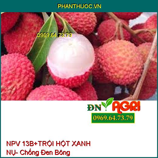 NPV 13B+ TRỘI HỘT XANH NỤ- Chống Đen Bông, Tạo Nhiều Hoa,Dưỡng Trái Non