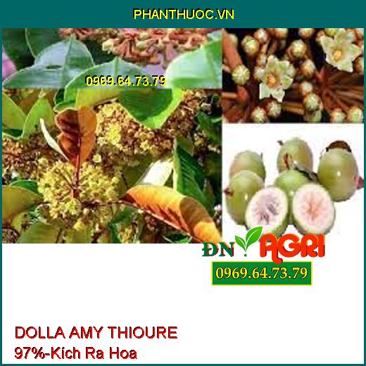 DOLLA AMY THIOURE 97% - Kích Ra Hoa Đồng Loạt, Ngăn Nghẹn Hoa, Tăng Đậu Trái