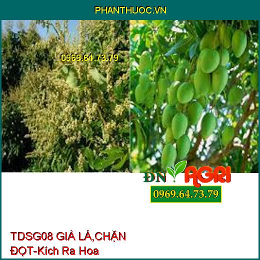 TDSG08 GIÀ LÁ, CHẶN ĐỌT- Ức Chế Đọt Non, Kích Ra Hoa, Kéo Mầm Hoa