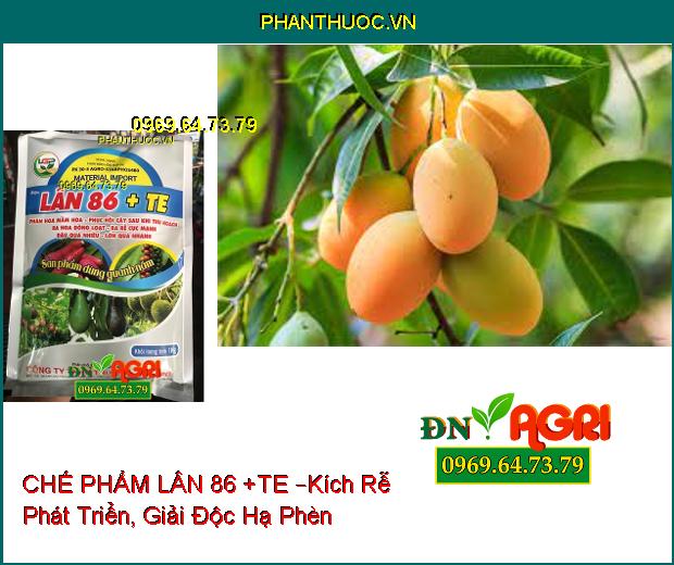 PHÂN BÓN HỖN HỢP CHẾ PHẨM LÂN 86 +TE –Kích Rễ Phát Triển, Giải Độc Hạ Phèn, Tạo Mầm Hoa