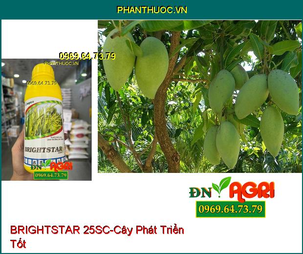 THUỐC ĐIỀU HOA SINH TRƯỞNG BRIGHTSTAR 25SC - Phân Hóa Mầm Hoa, Cây Cứng Cáp, Tăng Năng Suất Lúa