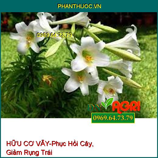 HỮU CƠ VÃY - Phục Hồi Cây, Giảm Rụng Trái, Giải Độc Hữu Cơ, Tăng Đậu Hoa