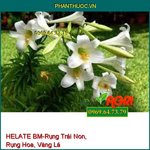 VI LƯỢNG CHELATE BM TAN HOÀN TOÀN- Hạn Chế Rụng Trái Non, Rụng Hoa, Vàng Lá