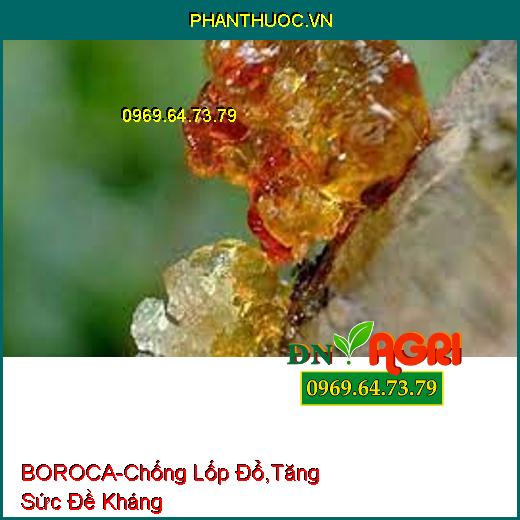 PHÂN BÓN LÁ TRUNG VI LƯỢNG-BOROCA-Chống Lốp Đổ, Tăng Sức Đề Kháng, Lớn Trái