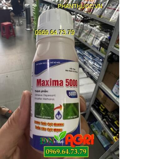 MAXIMA 5000- Chế Phẩm Trợ Lực Loang Trải Tốt